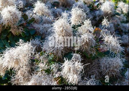 Cotinus coggygia 'Lisjo' blüht im Herbst in Polen. Stockfoto