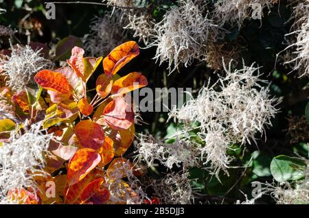 Cotinus coggygia 'Lisjo' blüht im Herbst in Polen. Stockfoto