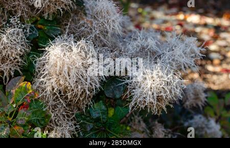 Cotinus coggygia 'Lisjo' blüht im Herbst in Polen. Stockfoto