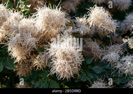 Cotinus coggygia 'Lisjo' blüht im Herbst in Polen. Stockfoto