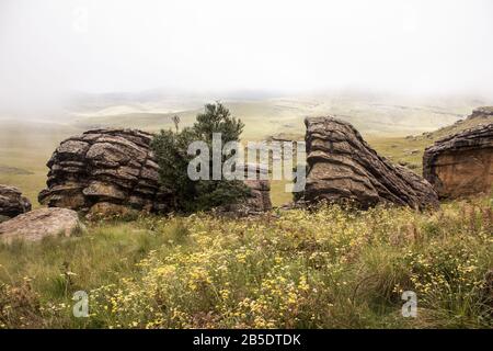 Sandstein-Felsbrocken umgeben von gelben Wildblumen an einem nebligen Tag im südlichen Drakensberg, Südafrika Stockfoto