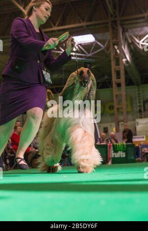 Birmingham, Großbritannien. März 2020. Birmingham, 8. März 2020. Letzter Tag der Crufts 2020 im NEC in Birmingham UK. Afghanische Jagdhunde werden während der Beurteilung auf ihre Schritte durchgestellt. Gutschein: Jon Freeman/Alamy Live News Stockfoto