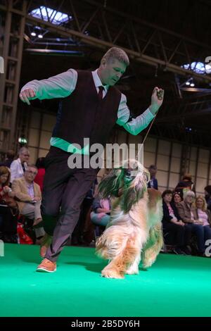 Birmingham, Großbritannien. März 2020. Birmingham, 8. März 2020. Letzter Tag der Crufts 2020 im NEC in Birmingham UK. Afghanische Jagdhunde werden während der Beurteilung auf ihre Schritte durchgestellt. Gutschein: Jon Freeman/Alamy Live News Stockfoto