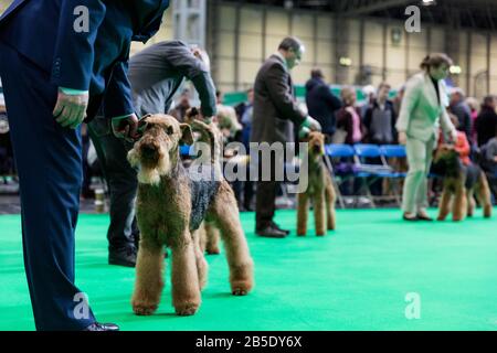 Birmingham, Großbritannien. März 2020. Birmingham, 8. März 2020. Letzter Tag der Crufts 2020 im NEC in Birmingham UK. Irish Terrier werden als Credit beurteilt: Jon Freeman/Alamy Live News Stockfoto