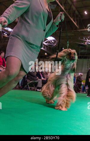 Birmingham, Großbritannien. März 2020. Birmingham, 8. März 2020. Letzter Tag der Crufts 2020 im NEC in Birmingham UK. Afghanische Jagdhunde werden während der Beurteilung auf ihre Schritte durchgestellt. Gutschein: Jon Freeman/Alamy Live News Stockfoto