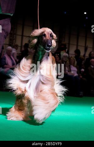 Birmingham, Großbritannien. März 2020. Birmingham, 8. März 2020. Letzter Tag der Crufts 2020 im NEC in Birmingham UK. Afghanische Jagdhunde werden während der Beurteilung auf ihre Schritte durchgestellt. Gutschein: Jon Freeman/Alamy Live News Stockfoto