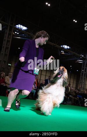 Birmingham, Großbritannien. März 2020. Birmingham, 8. März 2020. Letzter Tag der Crufts 2020 im NEC in Birmingham UK. Afghanische Jagdhunde werden während der Beurteilung auf ihre Schritte durchgestellt. Gutschein: Jon Freeman/Alamy Live News Stockfoto