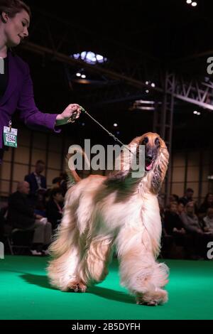 Birmingham, Großbritannien. März 2020. Birmingham, 8. März 2020. Letzter Tag der Crufts 2020 im NEC in Birmingham UK. Afghanische Jagdhunde werden während der Beurteilung auf ihre Schritte durchgestellt. Gutschein: Jon Freeman/Alamy Live News Stockfoto