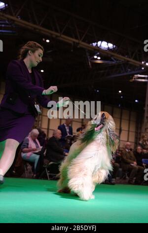 Birmingham, Großbritannien. März 2020. Birmingham, 8. März 2020. Letzter Tag der Crufts 2020 im NEC in Birmingham UK. Afghanische Jagdhunde werden während der Beurteilung auf ihre Schritte durchgestellt. Gutschein: Jon Freeman/Alamy Live News Stockfoto