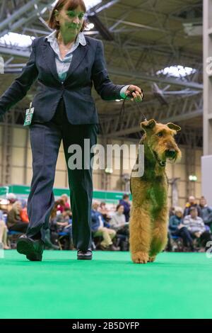 Birmingham, Großbritannien. März 2020. Birmingham, 8. März 2020. Letzter Tag der Crufts 2020 im NEC in Birmingham UK. Irish Terrier werden als Credit beurteilt: Jon Freeman/Alamy Live News Stockfoto