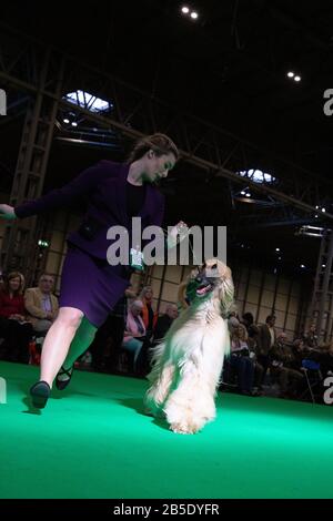 Birmingham, Großbritannien. März 2020. Birmingham, 8. März 2020. Letzter Tag der Crufts 2020 im NEC in Birmingham UK. Afghanische Jagdhunde werden während der Beurteilung auf ihre Schritte durchgestellt. Gutschein: Jon Freeman/Alamy Live News Stockfoto