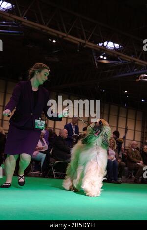 Birmingham, Großbritannien. März 2020. Birmingham, 8. März 2020. Letzter Tag der Crufts 2020 im NEC in Birmingham UK. Afghanische Jagdhunde werden während der Beurteilung auf ihre Schritte durchgestellt. Gutschein: Jon Freeman/Alamy Live News Stockfoto