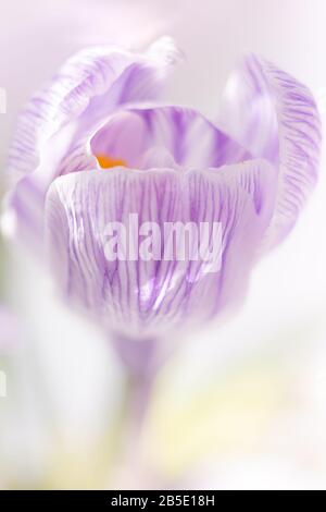 Violett weiße Krokusblütenschließer-Knospe. Geschenkgutschein Stockfoto
