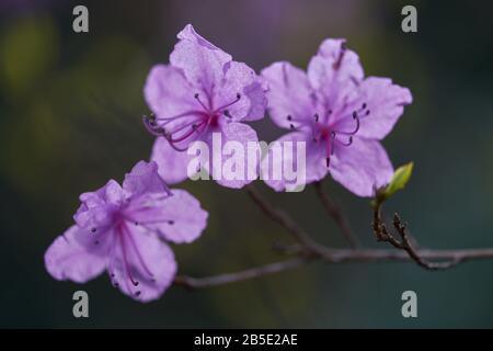 Rhodendron dahuricum lila frühe Blumen schließen sich an Stockfoto