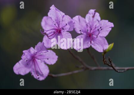 Rhodendron dahuricum lila frühe Blumen schließen sich an Stockfoto