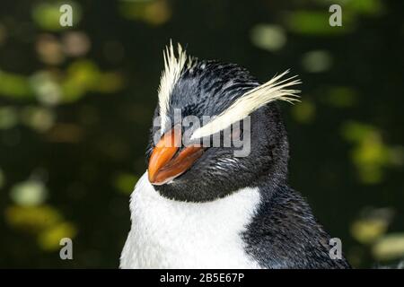 Fjordland krempelt Pinguin, Eudyptes pachyrhynchus, Nahaufnahme des Kopfes von Erwachsenen, Neuseeland Stockfoto