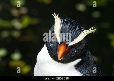 Fjordland krempelt Pinguin, Eudyptes pachyrhynchus, Nahaufnahme des Kopfes von Erwachsenen, Neuseeland Stockfoto