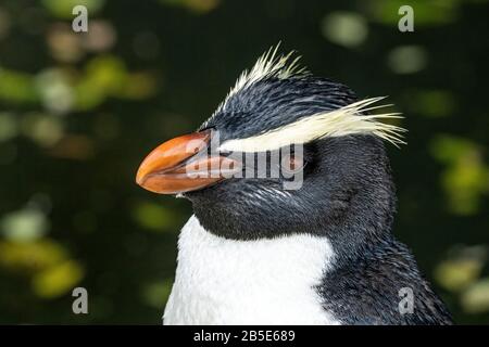 Fjordland krempelt Pinguin, Eudyptes pachyrhynchus, Nahaufnahme des Kopfes von Erwachsenen, Neuseeland Stockfoto