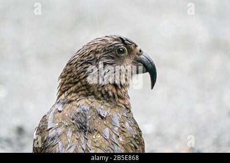 Kea, Nestor notabilis, Erwachsener auf dem Boden des Parkplatzes, bei starkem Regen, Neuseeland Stockfoto