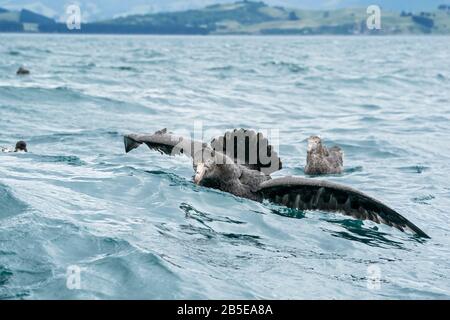 Nördliche Riesenpetrel, Macronectes halli, Erwachsene ernähren sich vom Meer, Kaikoura, Neuseeland Stockfoto