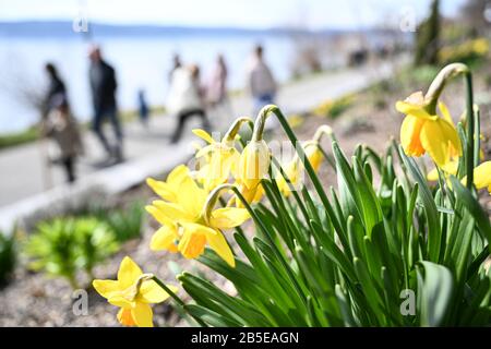 08. März 2020, Baden-Württemberg, Überlingen: Spaziergänger gehen auf dem Boardwalk entlang, während einige Narzissen im Vordergrund stehen. Im Hintergrund ist der Bodensee zu sehen. Foto: Felix Kästle / dpa Stockfoto