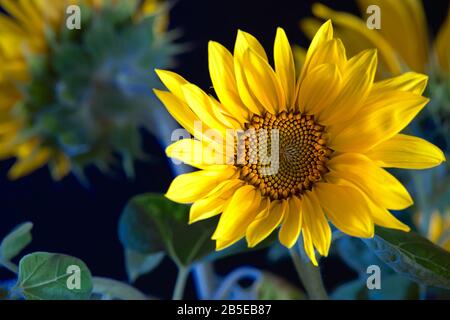 Abstrakte schöne grüne Sonnenblumenbesen, die sich in der Nähe des Makros entwickeln, über verschwommenen Sonnenblumen Hintergrund als Symbol oder Konzept für die Produktion von vegeta Stockfoto