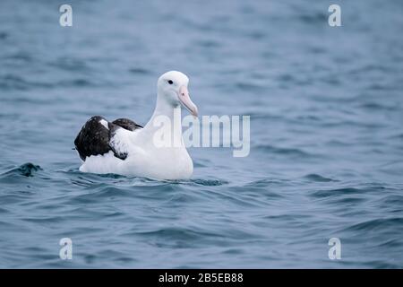 Nordkönigsalbatross, Diomedea sanfordi, Erwachsener schwimmend auf dem Meer, Kaikoura, Neuseeland Stockfoto