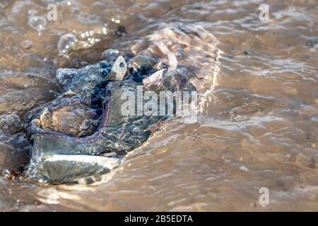 Ein alter, nicht identifizierbarer Sneaker im Flachwasser. Das Wasser ist leicht verschmutzt. Sonniger Tag, Platz für Text. Stockfoto