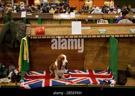 Ein Basset Hound Hund liegt am letzten Tag der Crufts Dog Show auf einem Union Jack Teppich in ihrer Feder im Birmingham National Exhibition Centre (NEC). Stockfoto