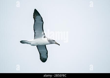 Schüchternes Albatross, Thalassarche cauta, Erwachsene fliegen über das Meer, Kaikoura, Südinsel, Neuseeland Stockfoto