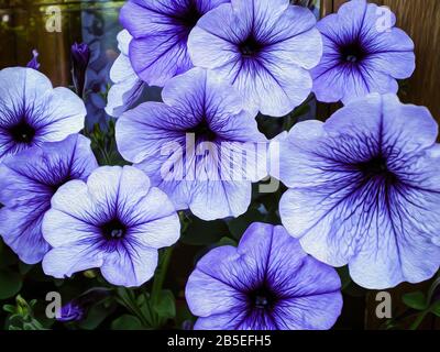 Schöne lila Petunia Blüten mit dunklen Adern Nachahmungsöl Stockfoto