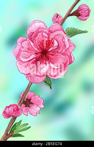 Gezeichnetes Aquarell pinkfarbene Sakura-Blumen auf unscharfem grünen Hintergrund Stockfoto