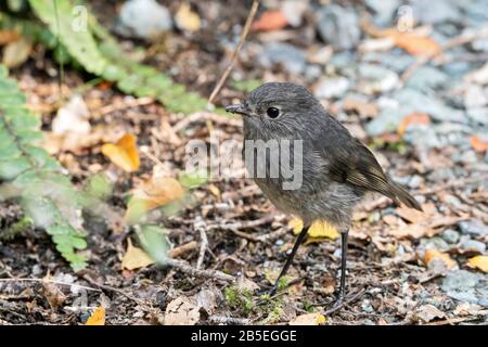 South Island Robin, Petroica australia, Erwachsener, der auf dem Waldboden steht, Neuseeland Stockfoto