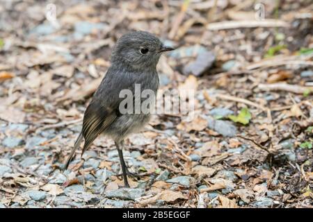 South Island Robin, Petroica australia, Erwachsener, der auf dem Waldboden steht, Neuseeland Stockfoto