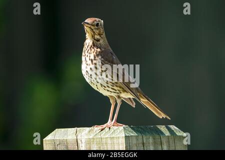 Song Thrush, Turdus philomelos, Erwachsene an der Wand, Neuseeland Stockfoto