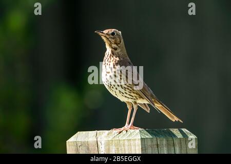 Song Thrush, Turdus philomelos, Erwachsene an der Wand, Neuseeland Stockfoto