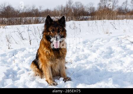 Deutscher Hirtenhund mit der Zunge am Schnee sitzend. Stockfoto
