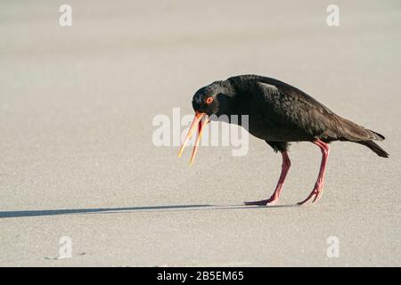 Variabler Austercatcher, Haematopus unicolor, Erwachsene am Strand, Neuseeland Stockfoto