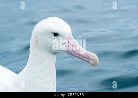 Wandernder Albatross, Diomedea Exulans, Nahaufnahme des Kopfes der Fütterung von Erwachsenen beim Schwimmen auf dem Meer, Kaikoura, Neuseeland Stockfoto