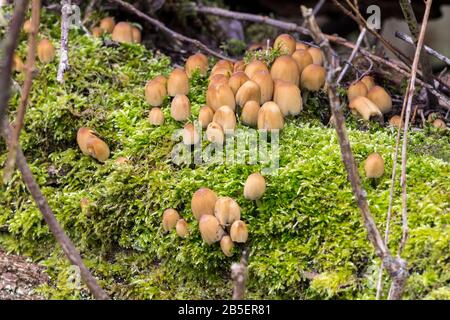 Glitzernden inkcap (Coprinellus micaceus) coprinus micaceus ockerbraune, glockenförmige Kappen, die mit Glimmer wie Körner gestaucht sind, gerillte Ränder gespalten und aufschlagen Stockfoto