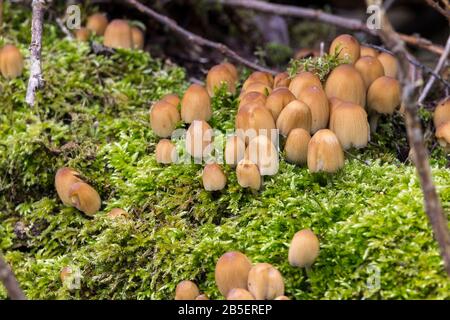 Glitzernden inkcap (Coprinellus micaceus) coprinus micaceus ockerbraune, glockenförmige Kappen, die mit Glimmer wie Körner gestaucht sind, gerillte Ränder gespalten und aufschlagen Stockfoto