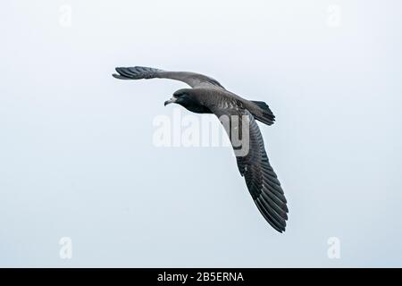 Westland Petrel, Procellaria westlandica, Einzelvogel, der über den Ozean fliegt, Kaikoura, South Island, Neuseeland Stockfoto