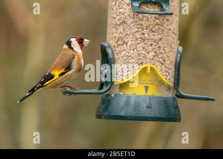 Goldfinch (Carduelis carduelis) gelbe Flügelleisten weiß auf Rumpel und Seite des Kopfes rot und weiß Gesicht schwarz auf Kappenflügeln und Schwanzstrüpp Rücken und Flanken. Stockfoto