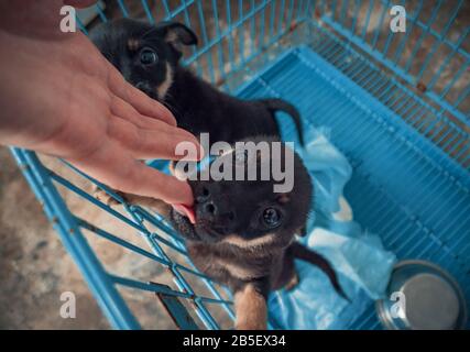 4K Nahaufnahme von männlichen, mit Streicheln bemalten streunenden Hunden im Tierheim. Menschen, Tiere, Volunteering Und Helfende Konzepte. Stockfoto