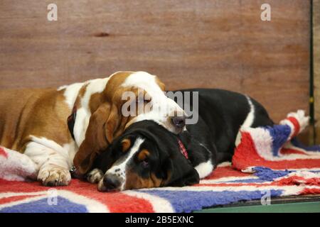 Birmingham, Großbritannien. März 2020. Letzter Tag der Crufts 2020. Hund-Hund-Liebe. Zwei Basset Hounds kuscheln sich. Credit: ️Jon Freeman/Alamy Live News Stockfoto