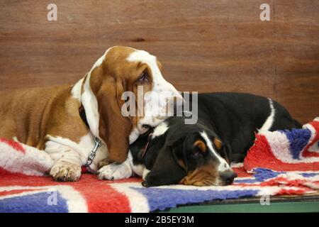 Birmingham, Großbritannien. März 2020. Letzter Tag der Crufts 2020. Hund-Hund-Liebe. Zwei Basset Hounds kuscheln sich. Credit: ️Jon Freeman/Alamy Live News Stockfoto