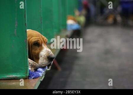 Birmingham, Großbritannien. März 2020. Letzter Tag der Crufts 2020. Ein Basset Hound hält die Dinge im Auge. Credit: ️Jon Freeman/Alamy Live News Stockfoto