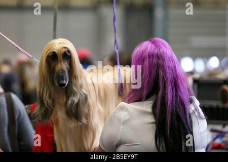 Birmingham, Großbritannien. März 2020. Letzter Tag der Crufts 2020. Frisuren für afghanische Pfund und Besitzer. Credit: ️Jon Freeman/Alamy Live News Stockfoto