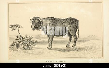 Buffalo D'Italia (Italian Buffalo) aus Der Rind- und Milchwirtschaft. Herausgegeben von Govt. Drucken. Aus. In Washington. Vereinigte Staaten. Bureau of Foreign Commerce (1854-1903) Stockfoto