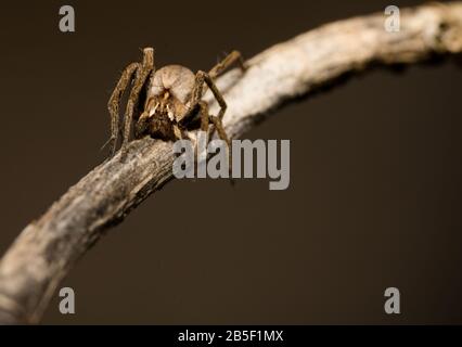 Wolfspinne sitzt im Frühjahr auf einem Holzstab, hessen, deutschland Stockfoto